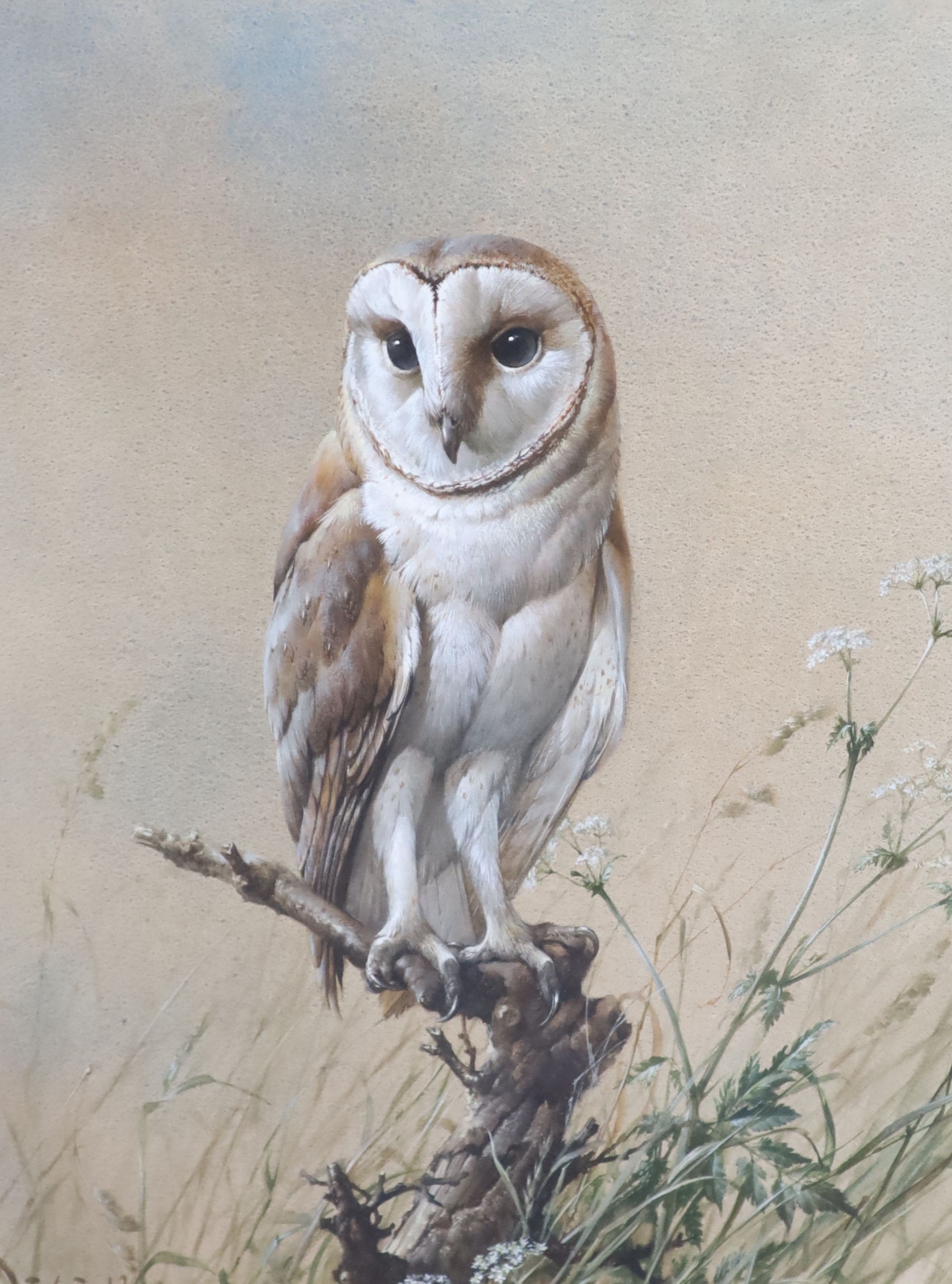 Edwin Penny (1930-2016), Barn Owl, watercolour, 51 x 37cm.